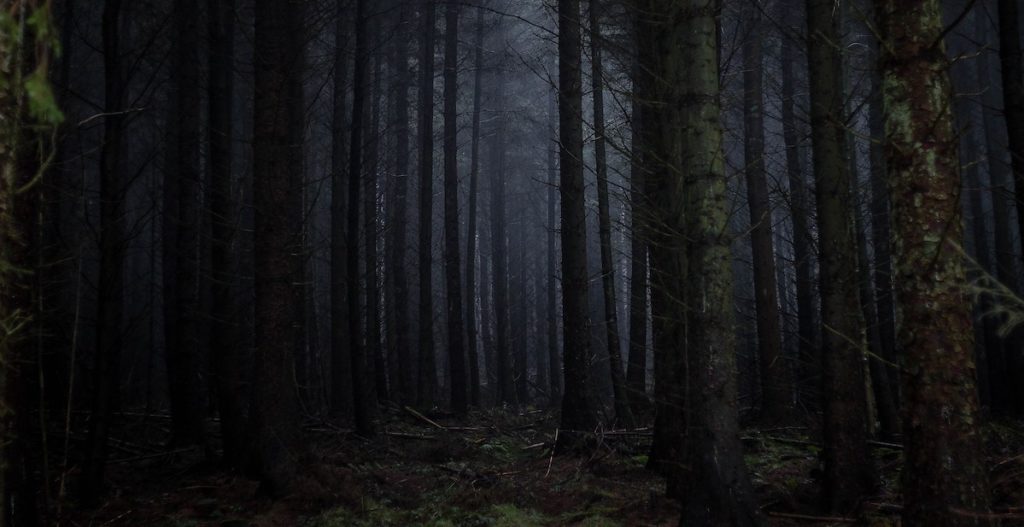 Dark woods of big trees at dusk.