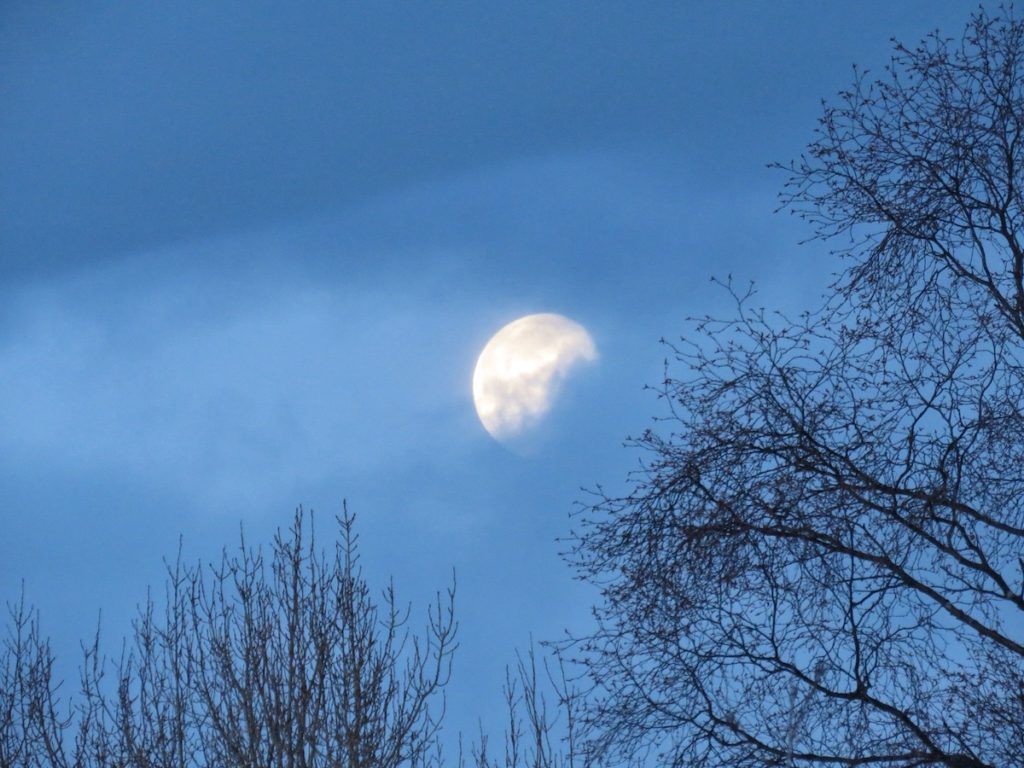 Moon behind clouds and framed by trees.