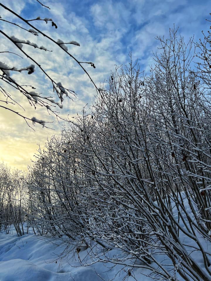 Snow clinging to alder branches against a blue sky