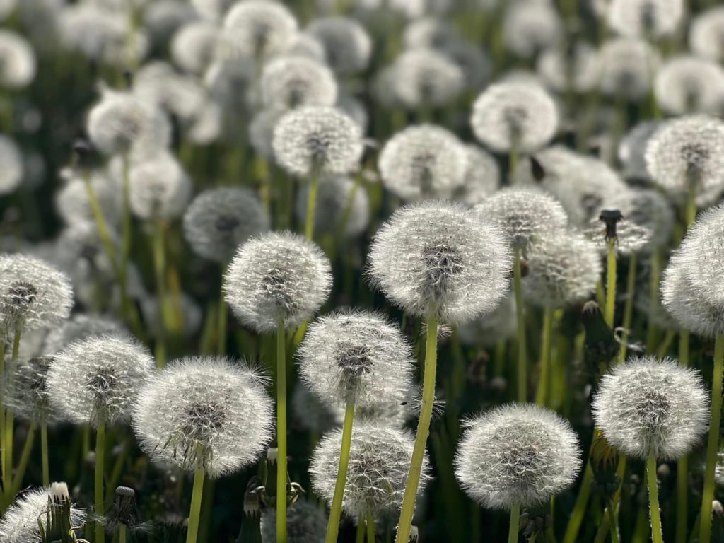 A field of dandelions on a summer day