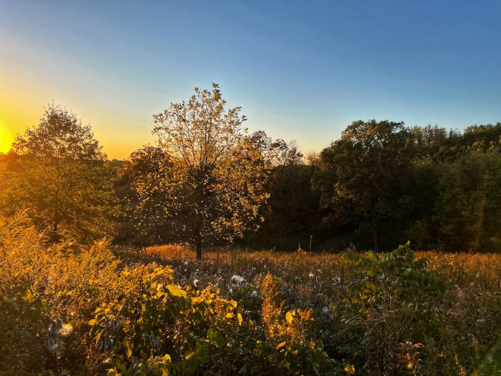 Sunset through beautiful golden trees.